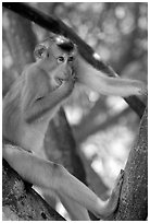 Monkey. Vietnam ( black and white)