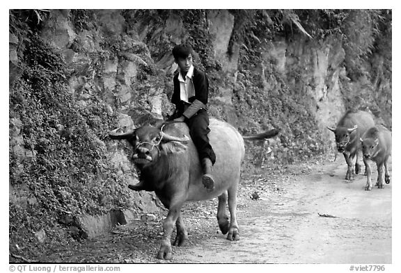 Hmong man riding a water buffalo near Yen Chay. Northwest Vietnam (black and white)