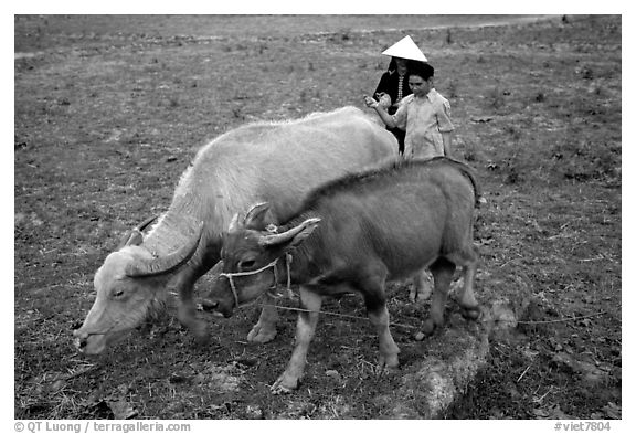 Thai women guiding water buffaloes in the field, near Son La. Northwest Vietnam (black and white)