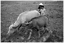 Thai women guiding water buffaloes in the field, near Son La. Northwest Vietnam ( black and white)