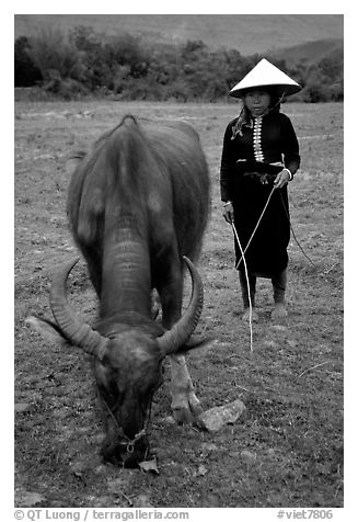 Thai women wearing her traditional dress and the Vietnamese conical hat, with water buffalo, near Son La. Northwest Vietnam