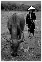 Thai women wearing her traditional dress and the Vietnamese conical hat, with water buffalo, near Son La. Northwest Vietnam ( black and white)