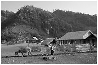 Plowing the fields with a water buffalo, near Tuan Giao. Northwest Vietnam (black and white)