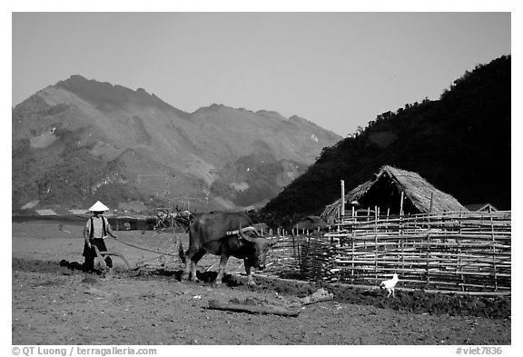 Plowing a field with a water buffalo close to a hut, near Tuan Giao. Northwest Vietnam (black and white)