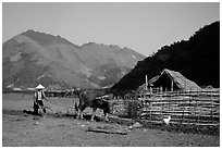 Plowing a field with a water buffalo close to a hut, near Tuan Giao. Northwest Vietnam (black and white)