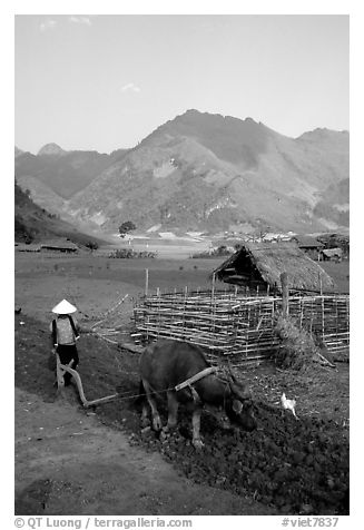 Woman plows a field  close to a hut, near Tuan Giao. Northwest Vietnam