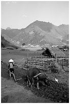 Woman plows a field  close to a hut, near Tuan Giao. Northwest Vietnam (black and white)