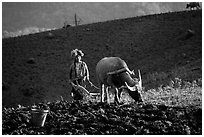 Dzao woman using a water buffao to plow a field, near Tuan Giao. Northwest Vietnam ( black and white)
