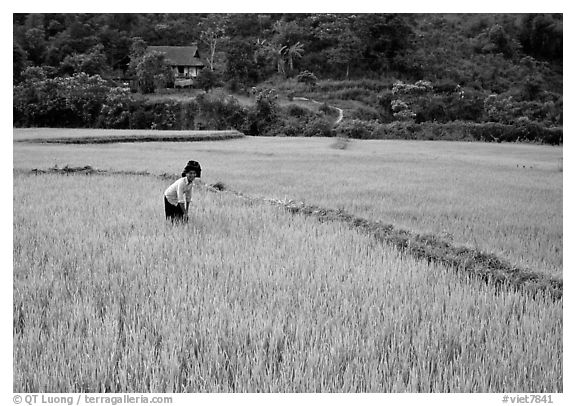 Thai woman tending to the rice fields, Tuan Giao. Northwest Vietnam