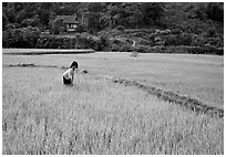 Thai woman tending to the rice fields, Tuan Giao. Northwest Vietnam (black and white)