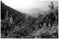 Banana leaves and mountains, between Lai Chau and Tam Duong. Northwest Vietnam (black and white)
