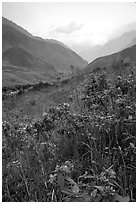 Wildflowers and mountains in the Tram Ton Pass area. Northwest Vietnam ( black and white)