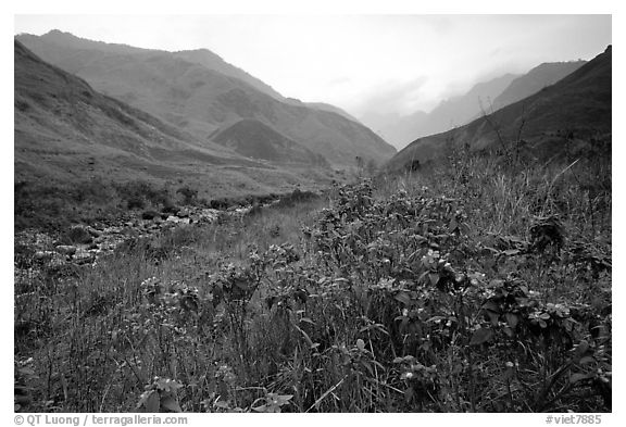 Wildflowers and mountains in the Tram Ton Pass area. Sapa, Vietnam (black and white)