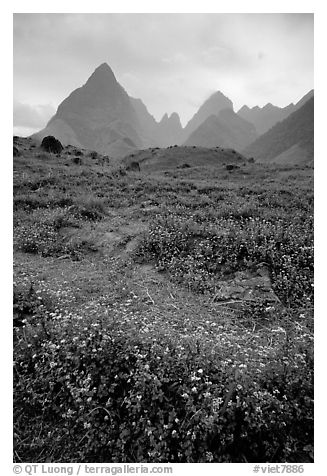 Wildflowers and peaks in the Tram Ton Pass area. Sapa, Vietnam (black and white)