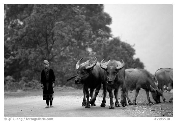 Boy keeping water buffaloes. Sapa, Vietnam