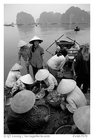 Women gathering around a fresh fish catch. Halong Bay, Vietnam