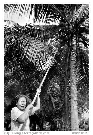 Woman harvesting coconut fruit. Ben Tre, Vietnam (black and white)