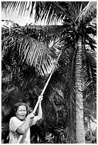 Woman harvesting coconut fruit. Ben Tre, Vietnam ( black and white)
