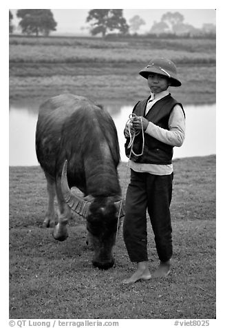 Boy wearing the Boi Doi military hat popular in the North, with water buffalo, near Ninh Binh. Vietnam (black and white)