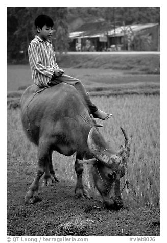 Boy sitting on water buffalo, near the Perfume Pagoda. Vietnam (black and white)