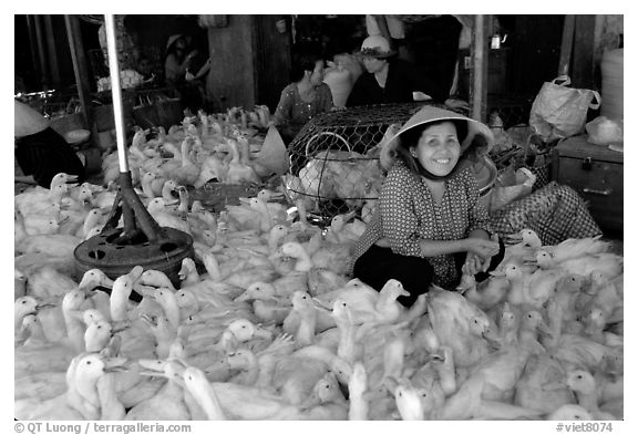 Live ducks for sale, district 6. Cholon, Ho Chi Minh City, Vietnam (black and white)