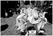 Transporting live ducks to the market. Cholon, Ho Chi Minh City, Vietnam ( black and white)