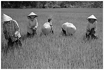Labor-intensive rice cultivation. Ben Tre, Vietnam ( black and white)