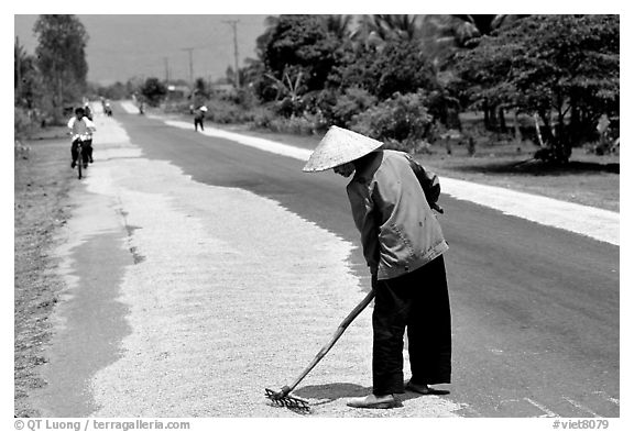 Rice being dried on sides of road. Mekong Delta, Vietnam