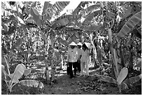Banana tree plantation in the fertile lands. Ben Tre, Vietnam ( black and white)