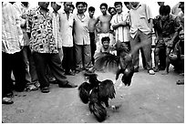 Rooster fight is a popular past time. Mekong Delta, Vietnam (black and white)