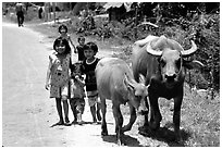Children walk water buffalos,  very placid and strong animals. Mekong Delta, Vietnam ( black and white)