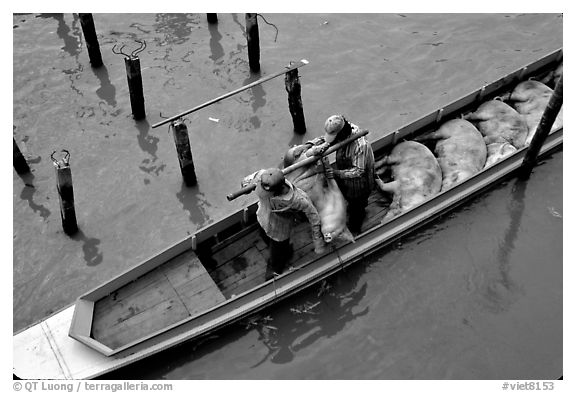 Transporting live pigs, near Phung Hiep. Can Tho, Vietnam (black and white)