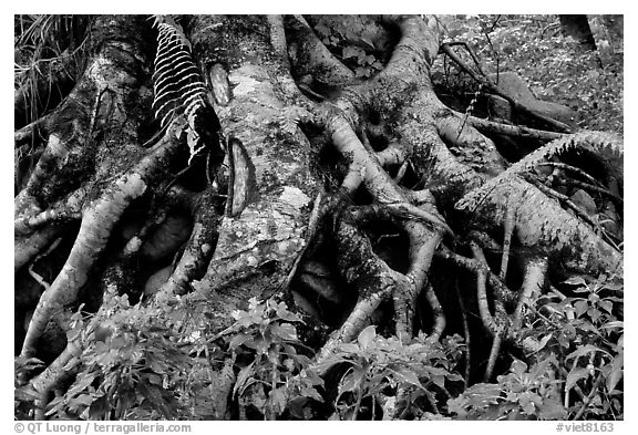 Luxuriant vegatation flowers in the town of Eternal Spring. Da Lat, Vietnam (black and white)