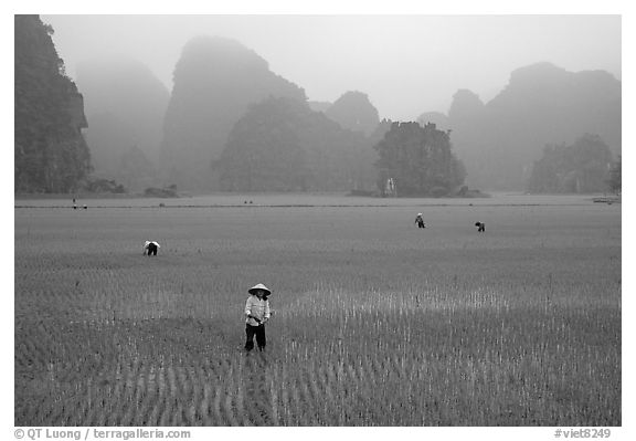 Villagers working in rice fields among karstic mountains of Tam Coc. Ninh Binh,  Vietnam (black and white)