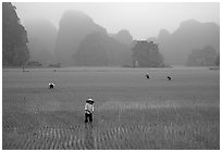 Villagers working in rice fields among karstic mountains of Tam Coc. Ninh Binh,  Vietnam (black and white)