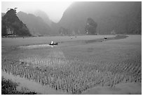Rice fields, river, and misty mountains of Tam Coc. Ninh Binh,  Vietnam (black and white)