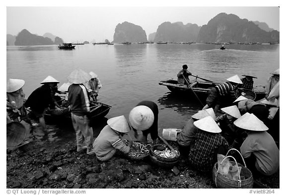 Fresh catch. Halong Bay, Vietnam (black and white)