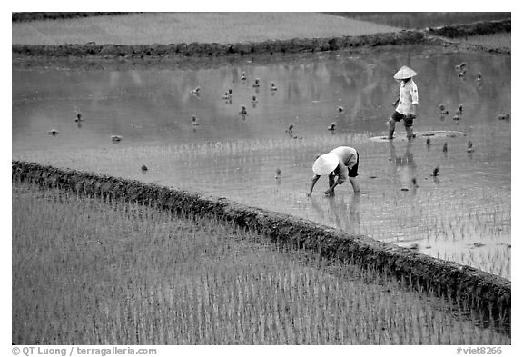 Tending to rice field in the mountains. Vietnam (black and white)