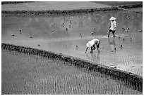 Tending to rice field in the mountains. Vietnam (black and white)