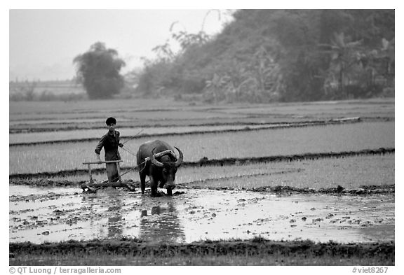 Working the rice field with a water buffalo in the mountains. Vietnam