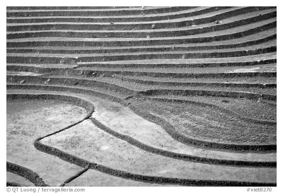 Terraced rice fields. Sapa, Vietnam (black and white)