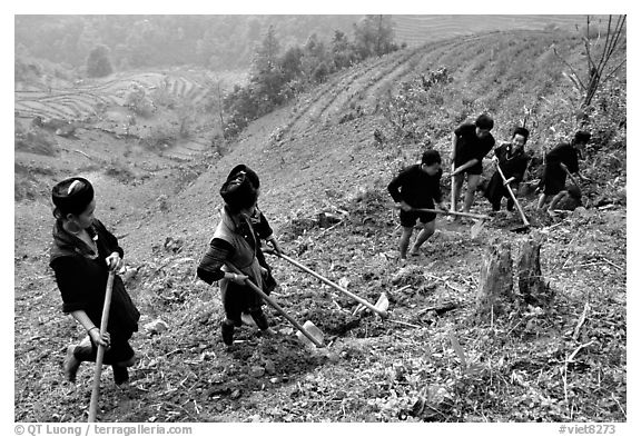 Hmong people working on terraces. Sapa, Vietnam (black and white)