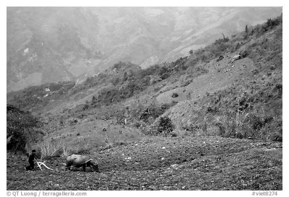 Working on a hill side with a water buffalo. Sapa, Vietnam (black and white)