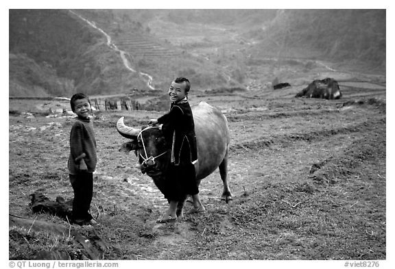 Playing with the water buffalo. Sapa, Vietnam (black and white)