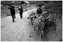 Returning from the fields with the buffalo. Bac Ha, Vietnam (black and white)