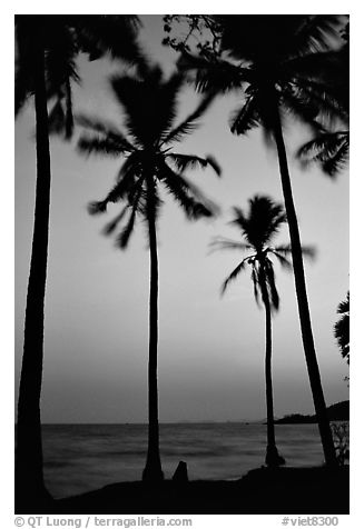Palm trees swaying in the breeze at sunset. Hong Chong Peninsula, Vietnam (black and white)
