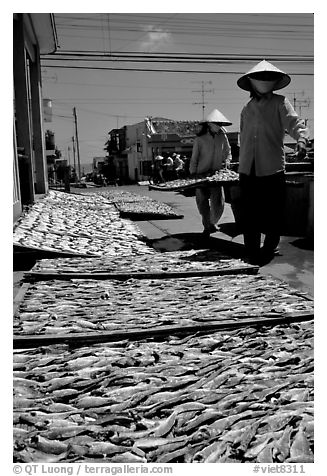 Women carrying a panel of fish being dried. Vung Tau, Vietnam (black and white)