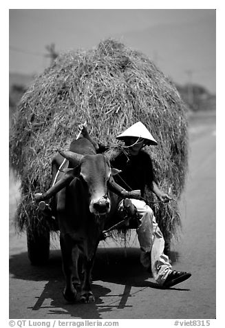 Cow carriage loaded with hay. Mekong Delta, Vietnam (black and white)