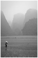 Woman tending to the rice fields, with a background of karstic cliffs in the mist. Ninh Binh,  Vietnam ( black and white)