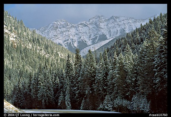 Snowy forest and mountains in storm light seen from the road. Banff National Park, Canadian Rockies, Alberta, Canada
